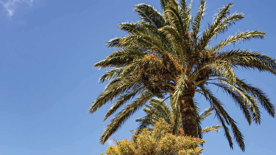 Pourquoi des chrétiens pratiquent le Carême